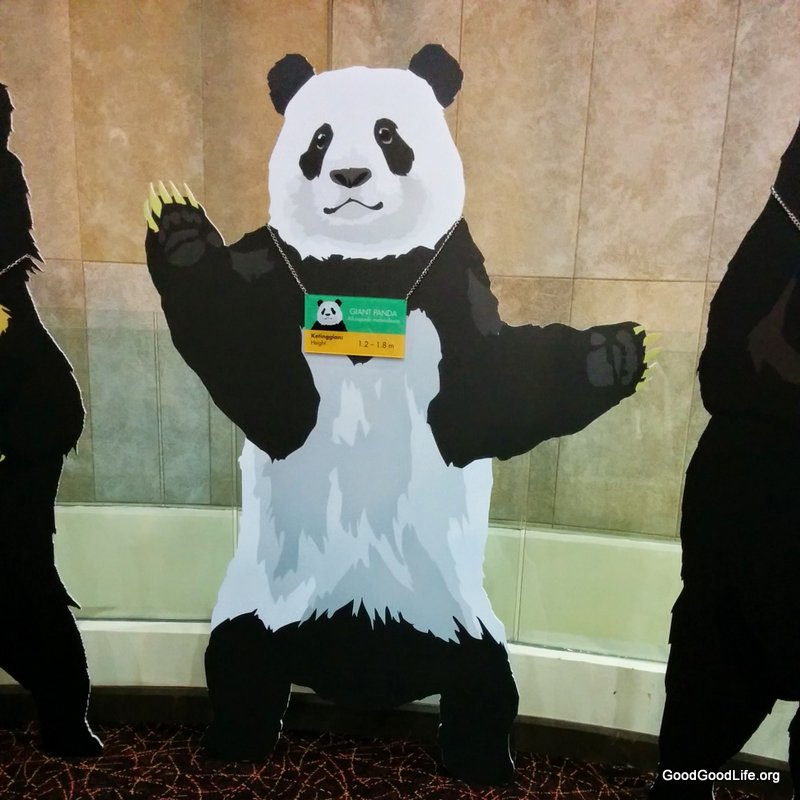 Panda Cardboard Cutout. Measure your height against the Giant Panda
