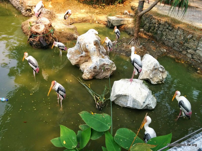 Storks or Cranes at Zoo Negara Malaysia